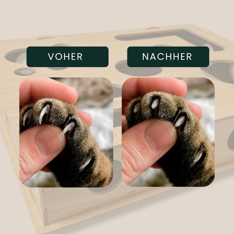 PawScratch | Interaktive Kratz- & Krallenpflegebox für Katzen