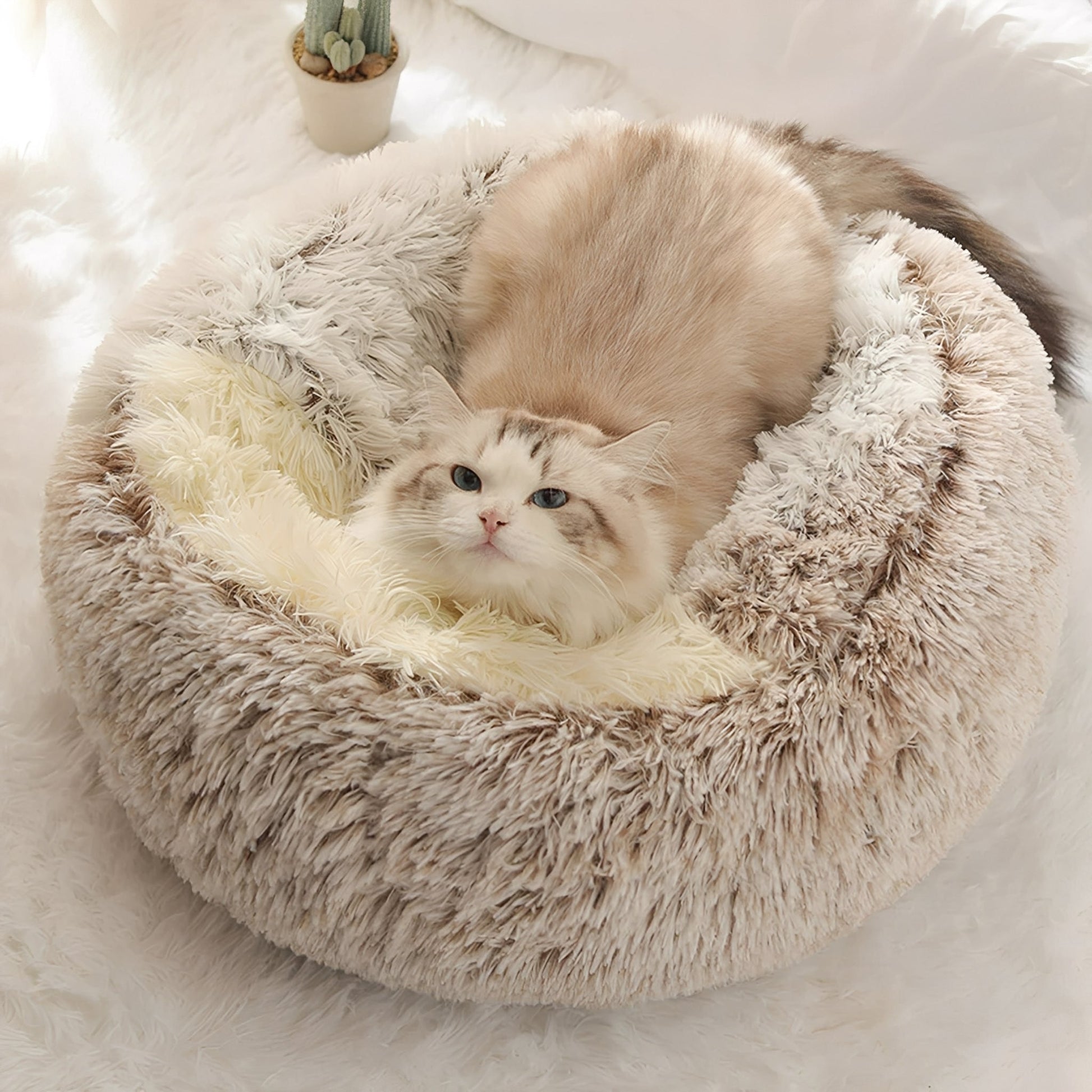 Comfortabele schuilplek voor kat