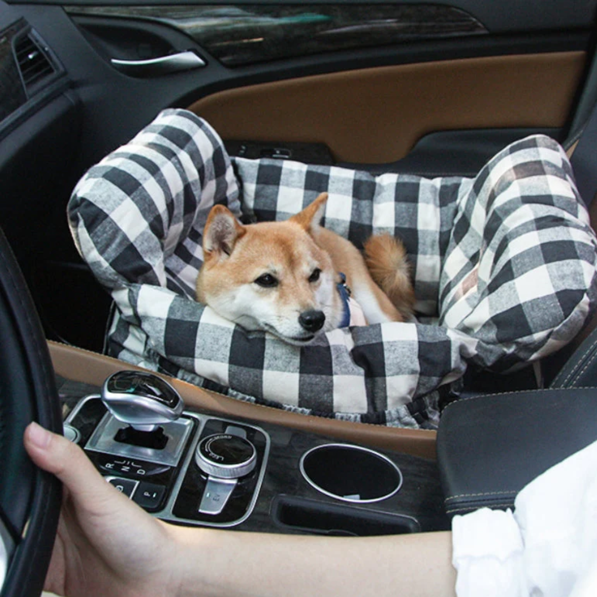 Hond veilig vervoeren in auto met PawVoyage
