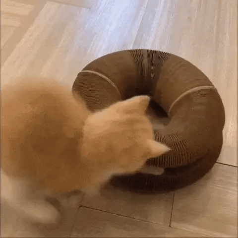 Kat speelt met kartonnen krabmeubel
